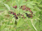 European Black Elder