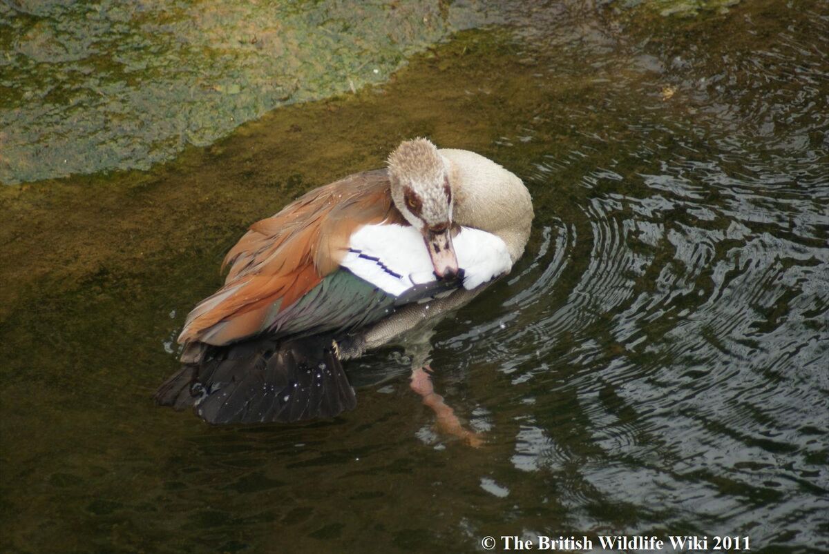 Egyptian Goose - British Waterfowl Association Species account for