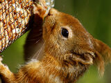 Red Squirrel