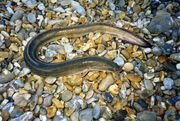 Eel from Dunwich beach