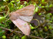 Common quaker