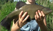 Line Caught Tench - WWC Archives