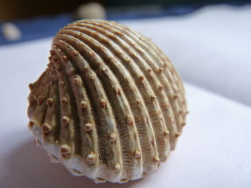 Spiny Cockle Close