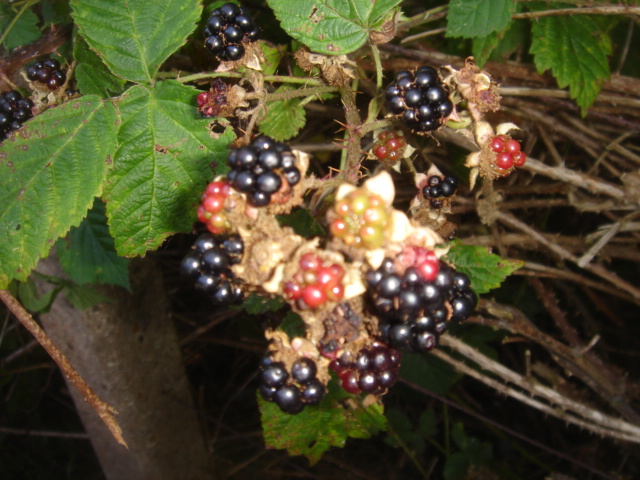 Bramble | British Wildlife Wiki | Fandom