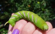 Privet Hawkmoth Caterpillar - Nada Woolcock