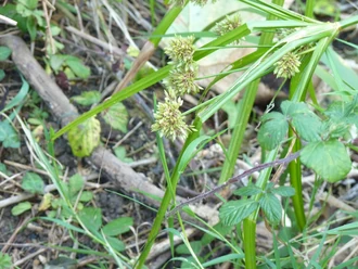 Galingale - http://www.flickr