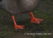 Mallard Feet - WWC Archives