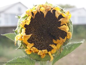 WWCSunflower