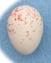 Goldfinch Egg - Peter Rowland