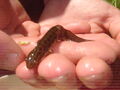 Male Smooth Newt during the breeding season.