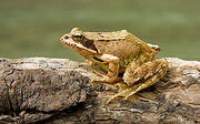 250px-European Common Frog Rana temporaria