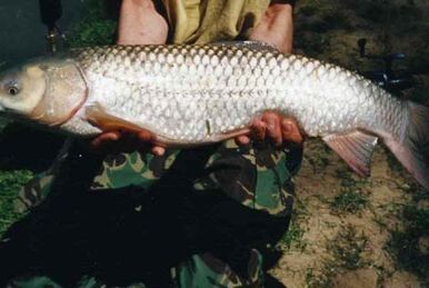 Mirror carp - Wikipedia