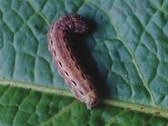 Large Yellow Underwing - Ian Kimber