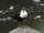 Birds.2011 1619.jpg