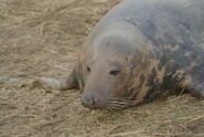 Grey Seal - WWC Archives