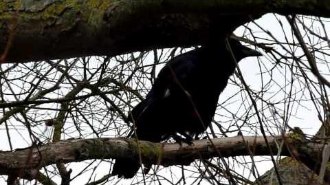 Carrion_Crow