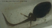 Common Frog Tadpole with hind legs - WWC Archives