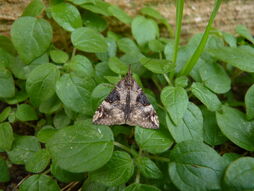 Hypena obsitalis - Bloxworth Snout (adult)