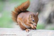 Red Squirrel Eating a nut - WWC Archives