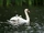 Birds.2010.1786.jpg