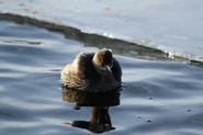 Little Grebe.jpg (704 KB) Little Grebe