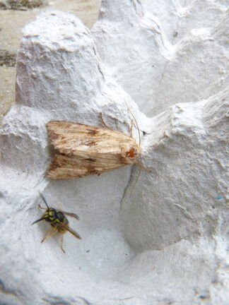 Apamea sublustris ~ Reddish Light Arches