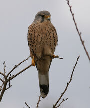 Kestrel