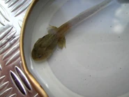 Common Frog Tadpole - Legs and feet further developed