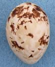 Cirl Bunting Egg - Peter Rowland