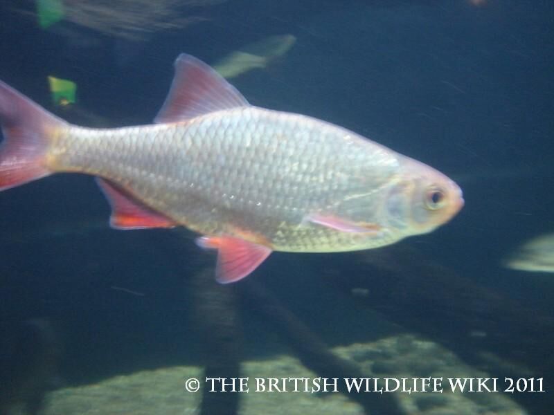 List of British Freshwater Fish | British Wildlife Wiki | Fandom List of British Freshwater Fish | British Wildlife Wiki | Fandom