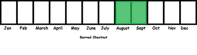 Barred Chestnut TL