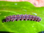 Hoary footman (800)