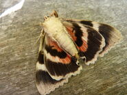 Underside of Red Underwing ~ http://www.flickr.com/photos/qwertyqwertyqwerty/