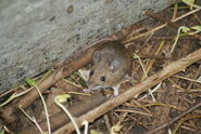 Wood Mouse - WWC Archives