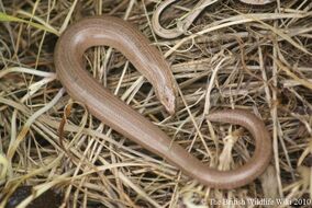 Slow worm