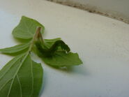 Bloxworth Snout caterpillar - http://www.flickr.com/photos/qwertyqwertyqwerty/