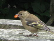 Female Chaffinch - Thomas Love