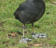 Coot Feet - WWC Archives