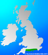 Distribution of Grey Long-eared Bats in the UK