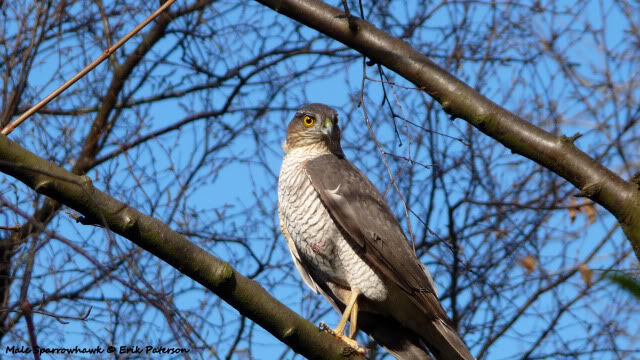 Eurasian sparrowhawk - Wikipedia