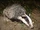 Badger.jpg