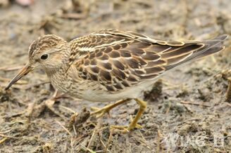 Pectoral Sandpiper (S