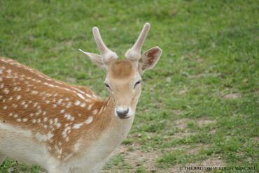 Fallow Deer | British Wildlife Wiki | Fandom