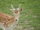 Fallow Deer