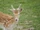 Fallow Deer