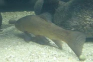 Wild Tench - WWC Archives