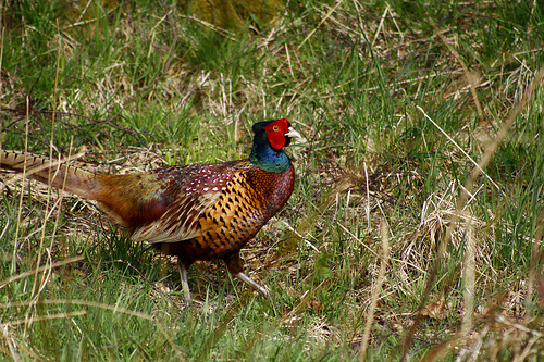 Pheasant - Wikipedia