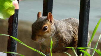 Grey Squirrel