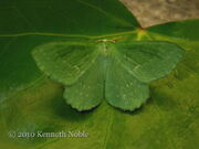 Large emerald