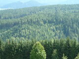 Coniferous Forest